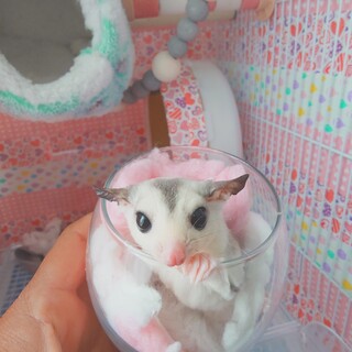 フクロモモンガの里親さん募集します