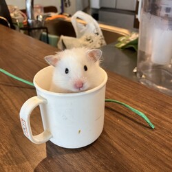 娘のペット