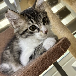 ふわふわ半長毛キジ白子猫