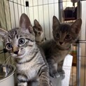 子猫 3兄妹