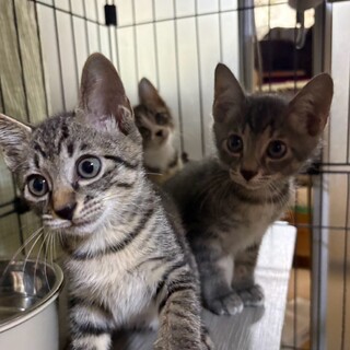 子猫 3兄妹