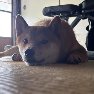 元気いっぱいで活発な1歳の柴犬