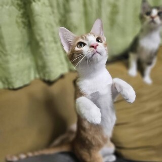 宇和島出身 人も猫も大好きなまひくん