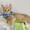 チョコ　目つきは悪いが、実は甘えん坊な茶トラ男子 サムネイル2