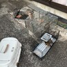 チョコ　目つきは悪いが、実は甘えん坊な茶トラ男子 サムネイル7