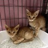 チョコ　目つきは悪いが、実は甘えん坊な茶トラ男子 サムネイル6