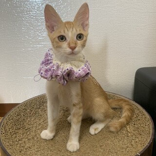バニラ　パワー全開元気が取り柄な茶白の男の子