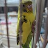 ピピィちゃんかわいい子ひなです。
