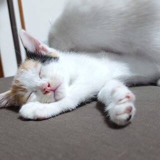 2匹預かれる方募集中です