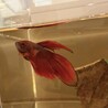 ベタ オス ２匹 里親募集します サムネイル2