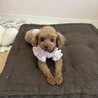 ちわてぃ