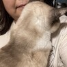 めとういか