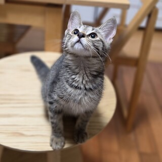 甘えん坊No.1、いつも一緒にいたいキジトラボーイ