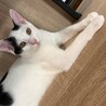 おおらかで人馴れ抜群！豆大福くん3ヶ月 サムネイル2