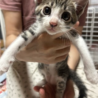 ★ ☆生後1ヶ月半 遊ぶの大好き！ほたて