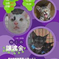 春日井市 慈妙院 ねこの譲渡会