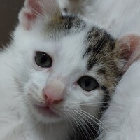 キジ白