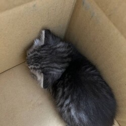 地域猫活動