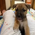 人間大好き！雑種子犬　そらちゃん(1ヶ月　男の子)