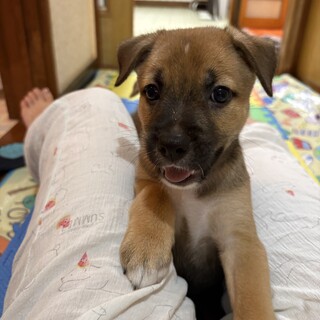 人間大好き！雑種子犬　そらちゃん(1ヶ月　男の子)