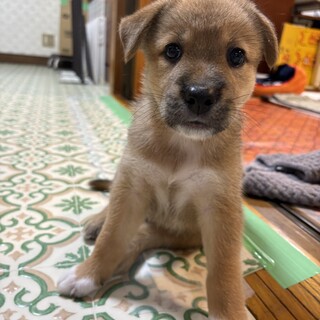 人馴れ抜群　雑種子犬　ふくちゃん　男の子