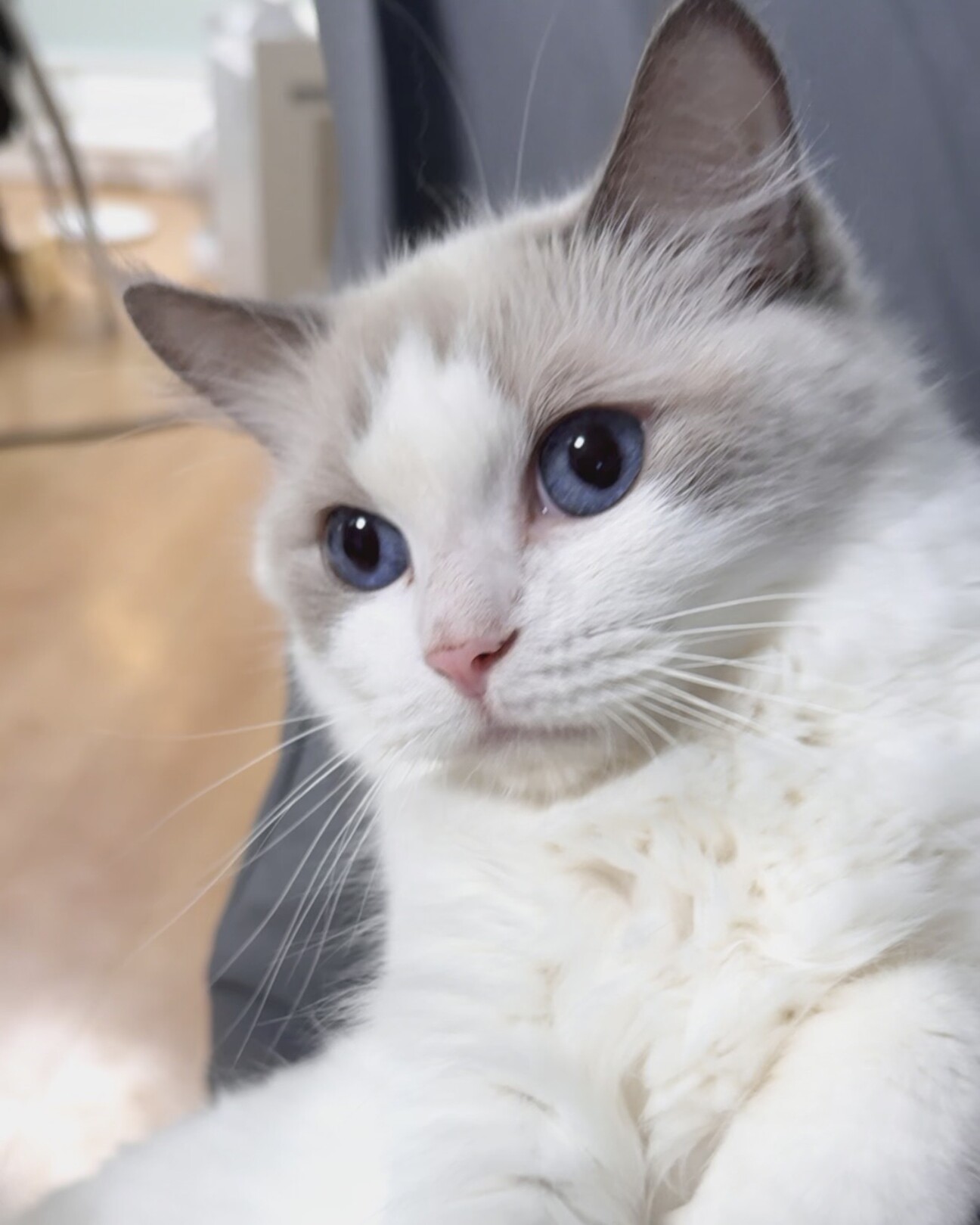 里親募集（繁殖引退猫）ラ」東京都 - 猫の里親募集(549057) 2枚目の