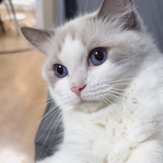 里親募集（繁殖引退猫）ラグドール