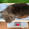 自由気ままな、フワフワ男子♂ぽぽ サムネイル5