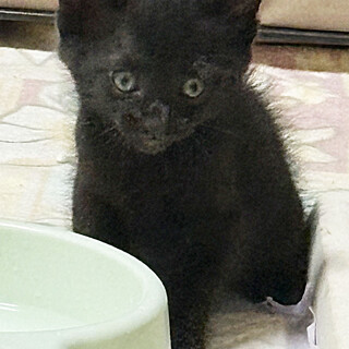 ★黒猫の男の子★5週程度★