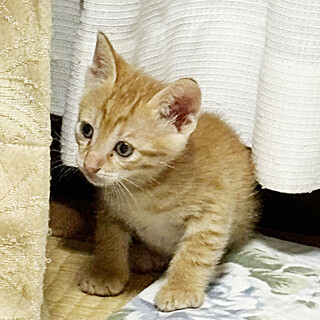 ★黄色の男の子★5週程度★