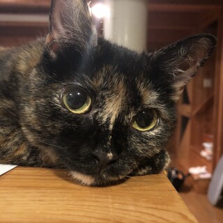 【マンチカン・さび猫】人懐こい子です。