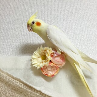 人が好きなオカメインコです！