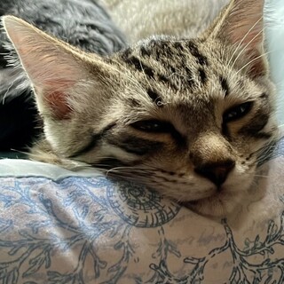 なでなで大好き！おっとりフクくん