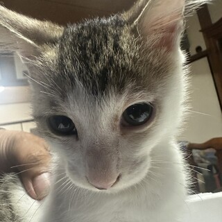 子猫里親募集します。