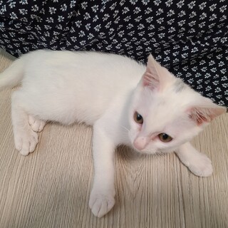 人懐っこい白猫の里親を募集しています