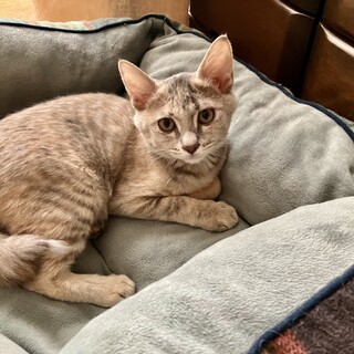 パステルサビのリーフちゃん
