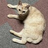 おかかズ さん