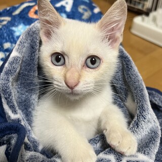 青い目　イケメン白猫　生後2か月