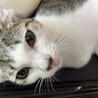 人なれ抜群！かこ 4か月 9/6(日)横浜譲渡会 サムネイル4