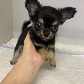 チワワ の男の子！