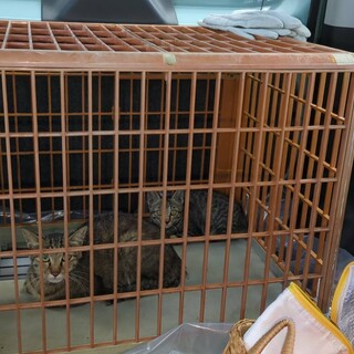 急募!　メスのキジネコちゃんと暮らしませんか