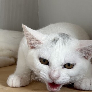 シャーッ！をゴロゴロにしたい人♡
