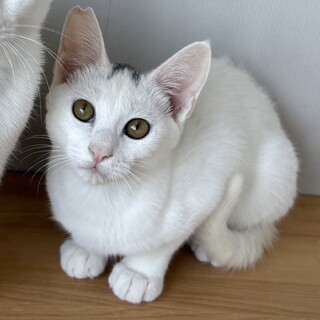 挨拶はシャーッ！です♡