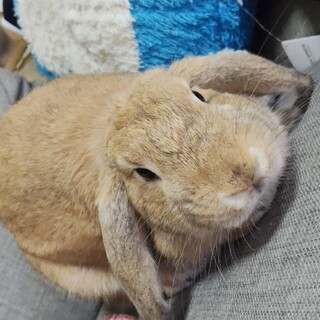 ロップイヤー　メス　1歳1ヶ月