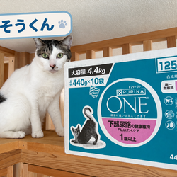 ご支援ありがとう！それぞれのご縁を待つ4匹たち