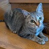 kazuネコ
