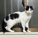人との距離は慎重派、猫にはぐいぐい♡ポピーちゃん