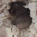 長毛ハムスターベビー里親募集