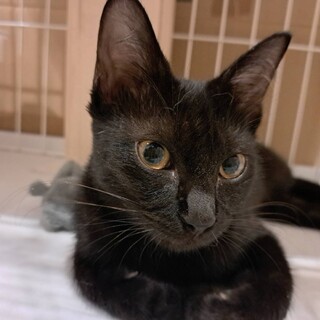 可愛い黒猫女の子????3か月