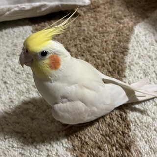 里親決まりました。(応募ありがとうございました。)